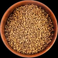 Coriander