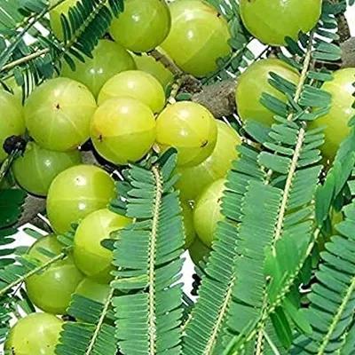 Amla Herbal Product