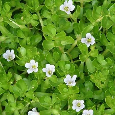 Bacopa Herbal Product
