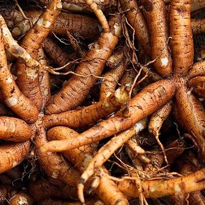 Coleus Herbal Product