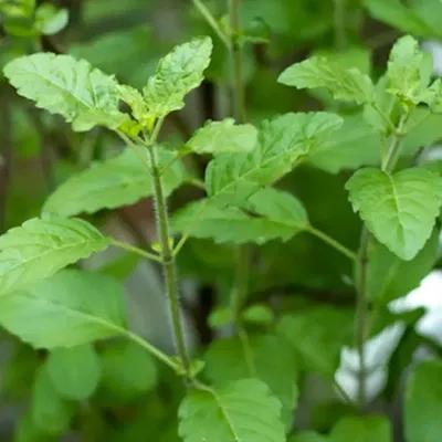 Tulsi Herbal Product