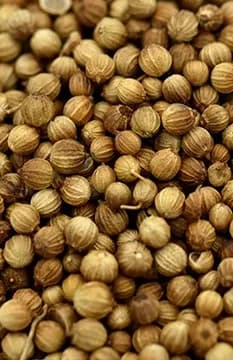 Coriander