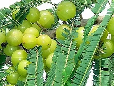 Amla