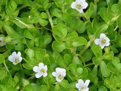 Bacopa