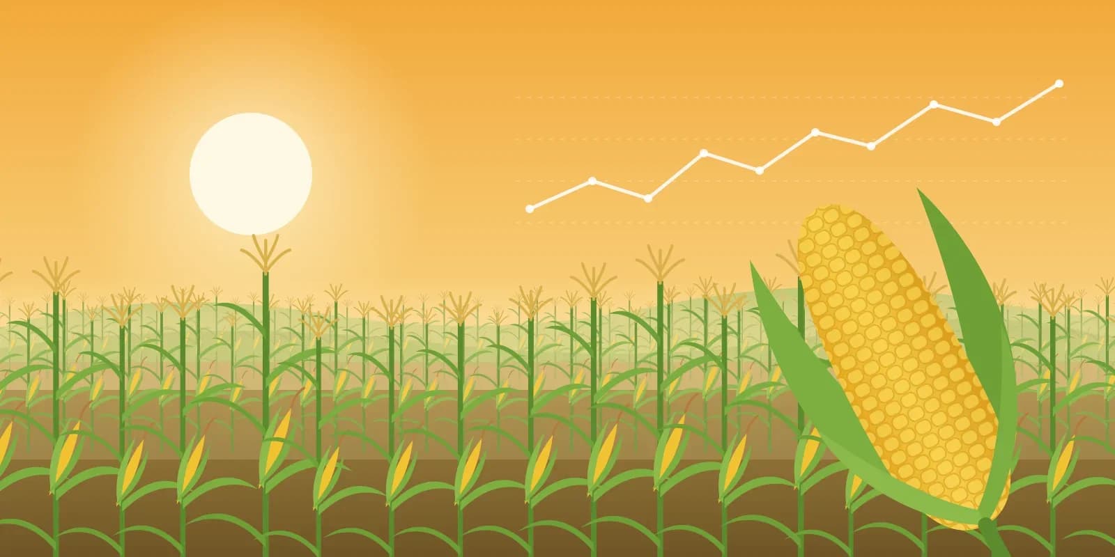 Maize field at golden hour with a ripe yellow corn cob and a rising price trend line, illustrating the 2026 maize market outlook