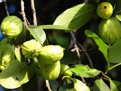 Garcinia