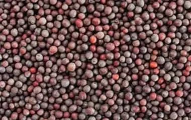 Premium Mustard Seeds