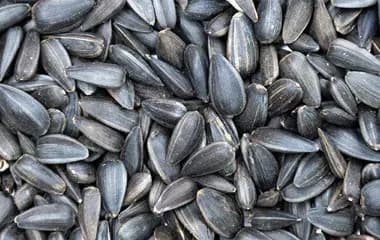 Premium Sunflower Seeds