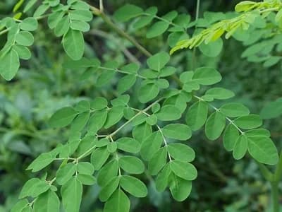Moringa