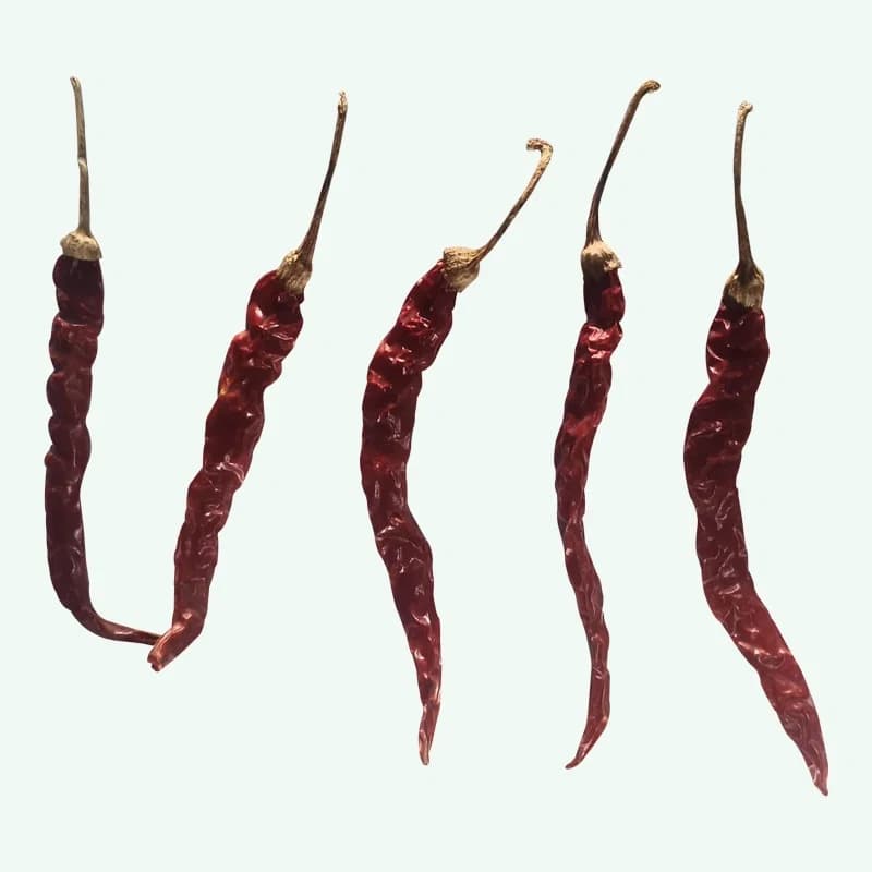 273 red chilli variety