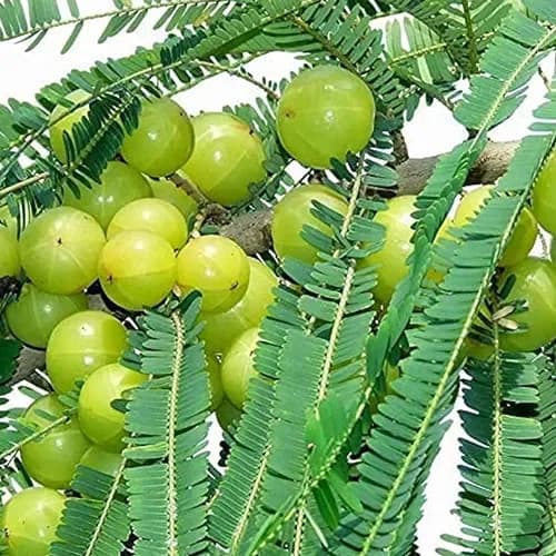 Premium Amla