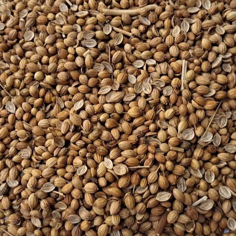 Badami coriander variety