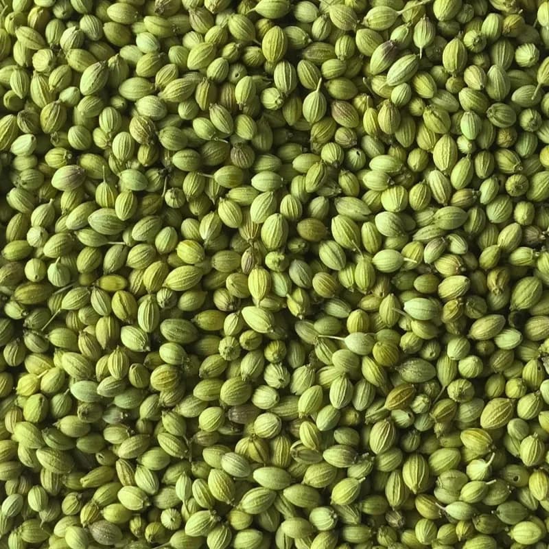 Double Parrot coriander variety
