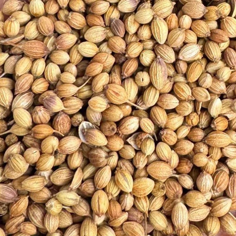 Eagle coriander variety