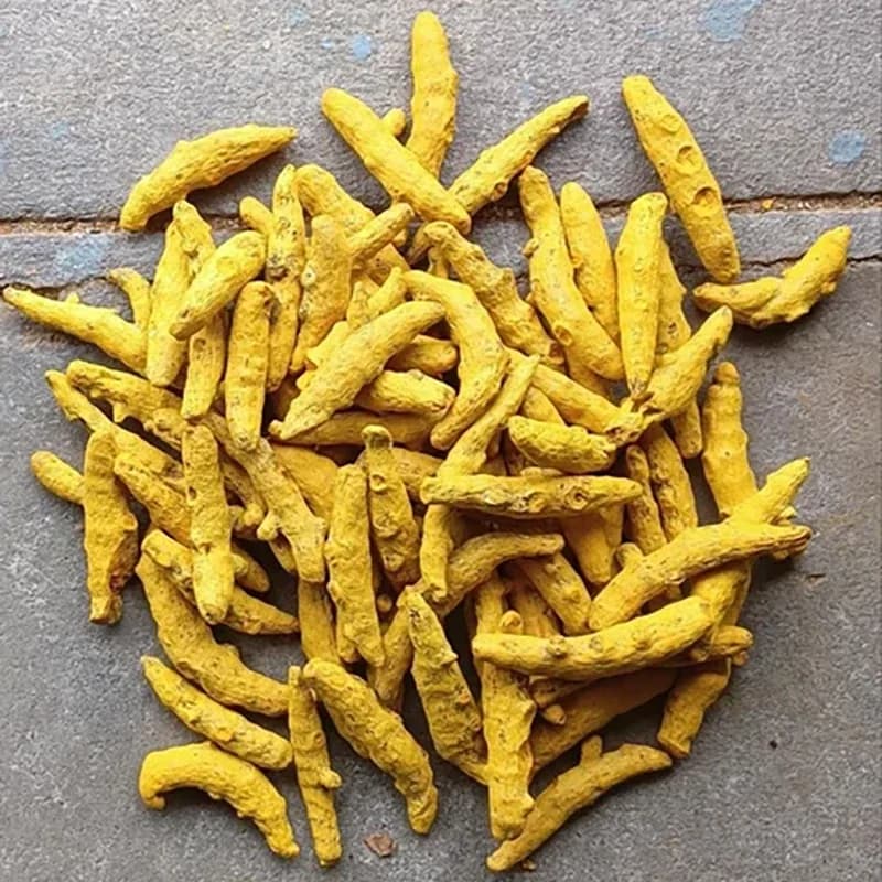 Turmeric Erode variety
