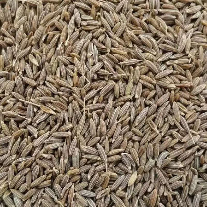 European Quality cumin variety