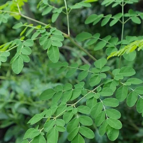 Premium Moringa