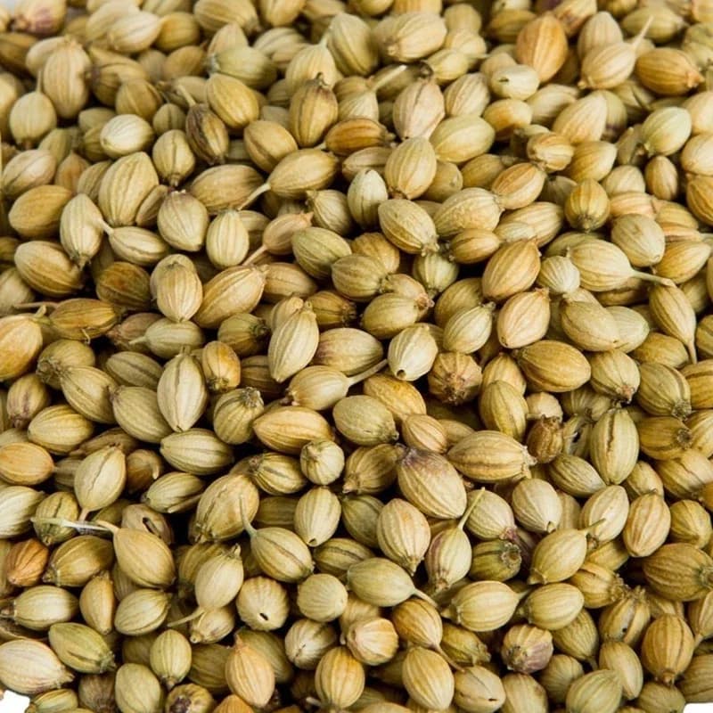 Scooter coriander variety