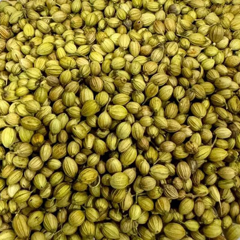 Single Parrot coriander variety