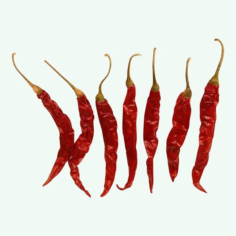 Teja S17 high pungency chilli