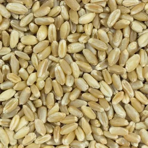 Premium Wheat Grains