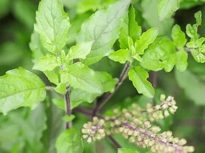 Tulsi