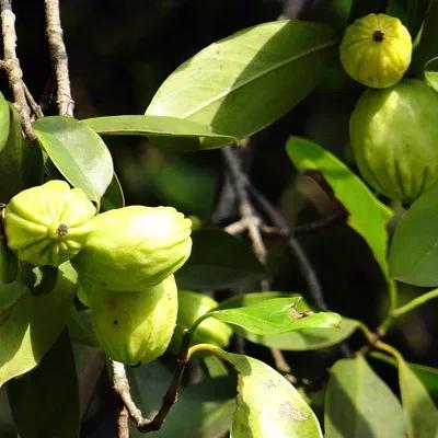 Garcinia Herbal Product