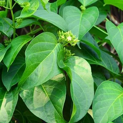 Gymnema Herbal Product