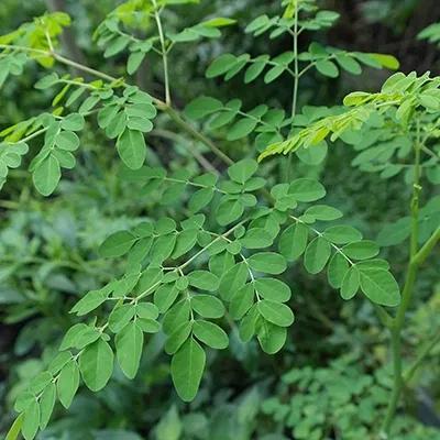 Premium Culinary Herbs