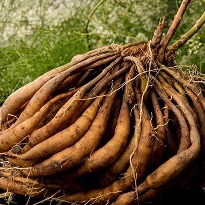 Shatavari Herbal Product