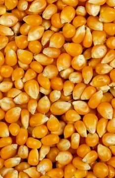 Yellow maize kernels ready for export grading