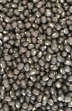 Black gram (urad) ready for export grading