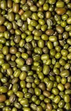Green gram (moong) ready for export grading