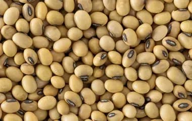 Premium Soybean Seeds