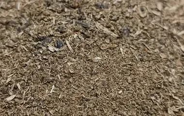 Premium Sunflower Seeds Doc