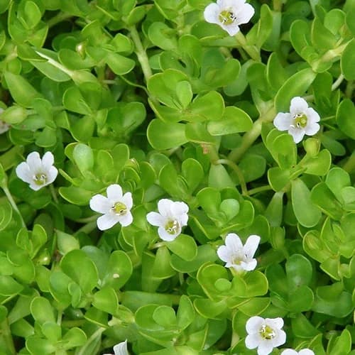 Premium Bacopa