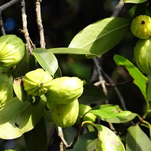 Premium Garcinia