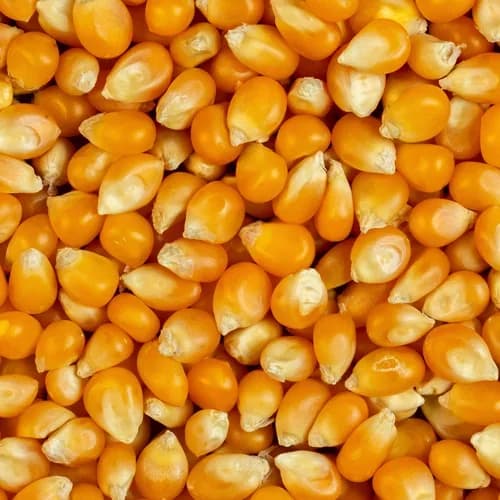 Premium Quality Maize