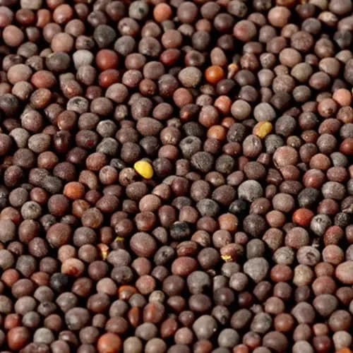 Premium Mustard Seeds