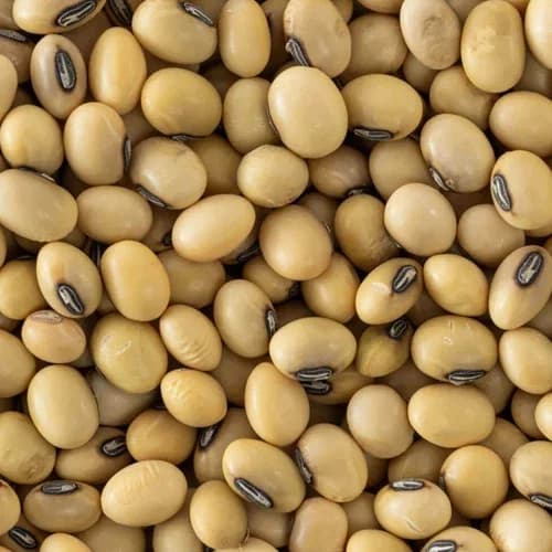 Premium Soybean Seeds