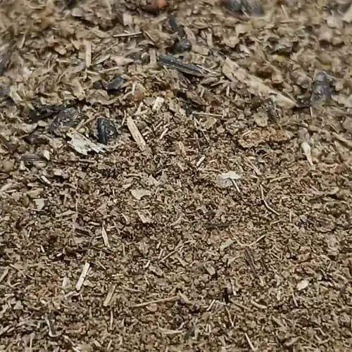 Premium Sunflower Seeds Doc