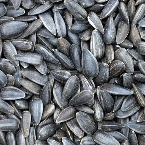 Premium Sunflower Seeds