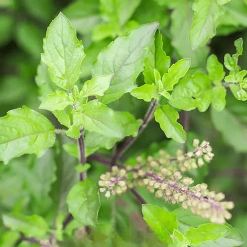 Premium Tulsi