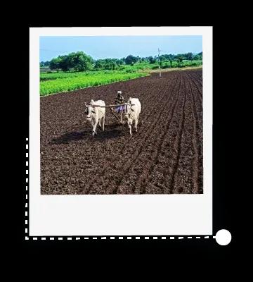 Soil +