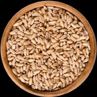 Wheat